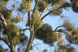 Le Gui Viscum Album La Plante Des Druides Parasite Aux Vertus Medicinales Plante Arbre Feuillu Dessin Arbre