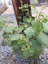 Image result for Vitaceae