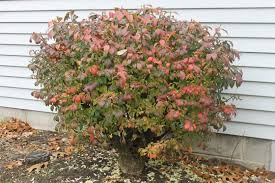 Maybe you would like to learn more about one of these? Trim Your Burning Bush Way Back Mike S Backyard Nursery