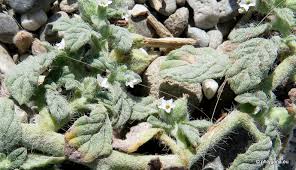 Image result for Heliotropium supinum