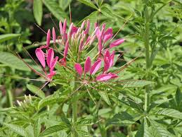 Floral expert, myles brown, of perennial gardens garden center in bedford, n.y., shares his top 10 annuals for a garden that bloom with here were his selections. 10 Tall Annual Flowers That Make A Strong Impact