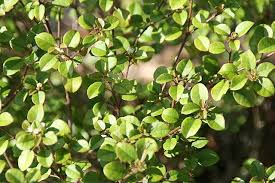 Image result for Croton polytrichus