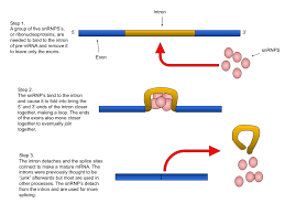 After all, rna is supposed to be a copy of dna. Rna Splicing Wikipedia