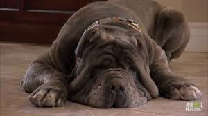 Find neapolitan mastiff puppies and breeders in your area and helpful neapolitan mastiff information. 5 Things To Know About Neapolitan Mastiffs
