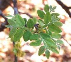 Image result for Vepris bremekampii