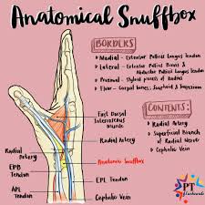 Pt Flashcards On Twitter Anatomical Snuffbox Aka Radial Fossa Its Clinical Importance Lies In The Fact That The Scaphoid Bone Is Most Easily Palpated Here And That The Pulsations The first of a new series examining the wonders of the human body. scaphoid bone is most easily palpated