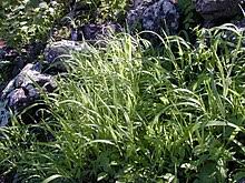 Image result for Panicum heterostachyum