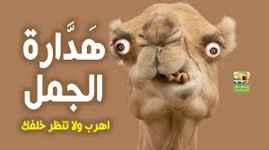 لو رأيت هذا الشيء في الجمل فاهرب من أمامه فورا ولا تنظر خلفك youtube