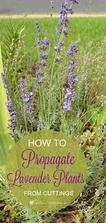 How To Propagate Lavender Plants From Cuttings How To Propagate Lavender Lavender Plant Plants