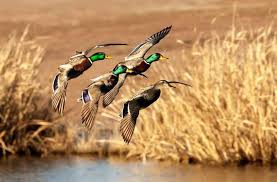 Looking for the best waterfowl hunting wallpaper? Free Download Goose Hunting Wallpapers Waterfowl Feathers Mallard 550x361 For Your Desktop Mobile Tablet Explore 48 Goose Hunting Wallpaper Free Waterfowl Hunting Wallpaper