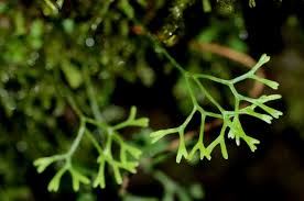 Image result for Elaphoglossum spathulatum