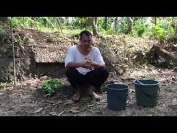 Untuk masalah nafas berbau, ada dua cara untuk anda lakukan. Ustaz Rosdi Kelebihan Daun Kekabu Kalau Anak Demam Panas Youtube