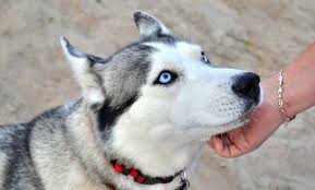 اسماء كلاب هاسكي 8211 اجمل 50 اسم للكلاب الهاسكى Wolf Dog Breeds Wolf Dog Mix Child Friendly Dogs