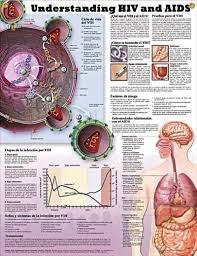 Sexually Transmitted Infections Chart 20x26 Science Anatomy Aids Awareness Medical