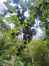 Image result for Balanites pedicellaris