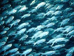Feb 11, 2020 · like the bala shark, it is a schooling fish that should be kept in a group. Shoaling And Schooling Wikipedia