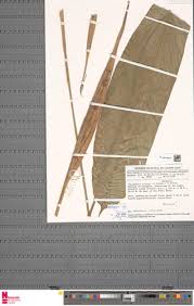 Image result for Halopegia