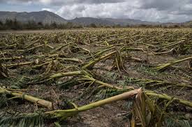 The 339.7 mw* dohoku wind farm cluster consists of four projects to be developed by eurus energy, an independent renewable energy developer. Puerto Rico S Agriculture And Farmers Decimated By Maria The New York Times