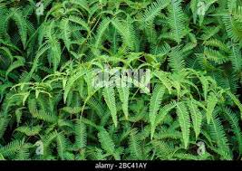 Image result for Dicranopteris elegantula