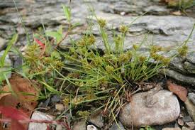 Image result for Cyperus squarrosus