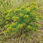 Image result for Indigofera capitata