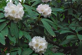 Image result for Buchnerodendron