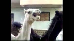 Гриффины , питер гриффин , гиф , gif. Peter Griffin Camel Laugh Youtube