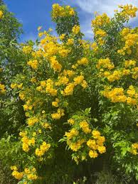 Image result for Tecoma