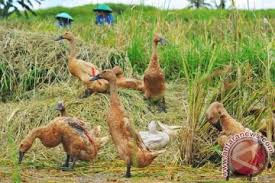 Ketahui rahasia dan triknya terlebih dahulu ya. Tes Mata Gambar Itik