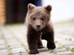 Cute Photos Of A Orphaned Bear Cub That A Mountain Village In Bosnia Took In