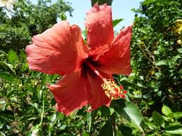 Famille, origine, utilisation de l' hibiscus des jardins ou althéa. Hibiscus Picture Of Jardin Botanique De Deshaies Tripadvisor