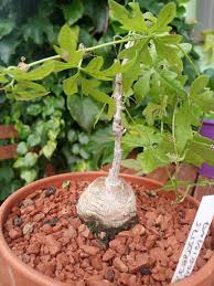 Image result for Kedrostis nana