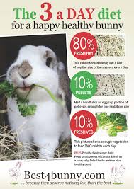 The 3 A Day Diet For A Happy Healthy Bunny Bella Has Lots