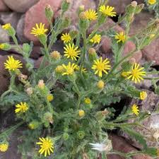 Image result for Senecio retrorsus