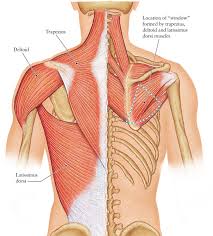 While pulling a muscle in your back isn't typically a cause for concern because the majority of injuries heal up within a month, they can still cause some serious. Metairie Massage The Number One Reason You Have Pain Between Your Shoulder Blades