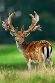 British Deer A Guide To The Six Species Shooting Uk