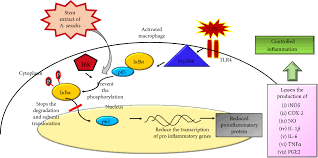 Cytokine synthesis is initiated by new gene transcription as a. Suppression Of Proinflammatory Cytokines And Mediators In Lps Induced Raw 264 7 Macrophages By Stem Extract Of Alternanthera Sessilis Via The Inhibition Of The Nf Kb Pathway