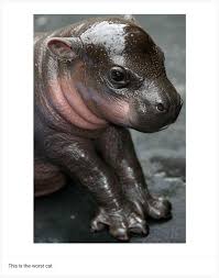 This Worst Cats Tumblr Has Some Gross Misconceptions About Cats Cute Baby Animals Animals Cuddly Animals