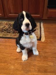 Springer Spaniel Finn Springer Spaniel Puppies Springer Spaniel English Springer Spaniel