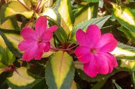 Image result for Impatiens burtonii