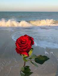 Your red rose beach stock images are ready. Red Rose Beach Rose Wallpaper Red Roses Wallpaper Aesthetic Roses
