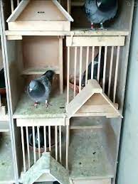 Yvan Pletinckx Adli Kullanicinin Pigeons Accomodation Panosundaki Pin Evcil Hayvanlar Hayvanlar