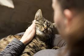 Check spelling or type a new query. How Can I Tell If My Cat Is Pregnant