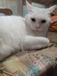 Olá grupo, alguém de Porto Alegre/RS ou região metropolitana que tenha  Itraconazol para doar? Minha vizinha está com 5 gatos com esporiotricose  perderam tudo na inchente, se alguém tiver para doar depender