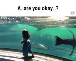 Oh Hey You Okay Video Funny Animals Funny Pictures Cute Funny Animals