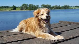 We did not find results for: Australian Retriever Mix Dog Breed Information Pictures