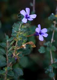 Image result for Dyschoriste thunbergiiflora
