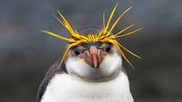 The number of extant penguin species is debated. Bbc One Penguins Meet The Family How Many Penguins Are There