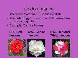 We did not find results for: Incomplete Dominance Codominance Multiple Alleles Ppt Download