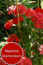 Begonien Uberwintern Selbst De Begonien Uberwintern Pflanzen
